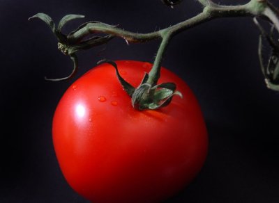 Tomato #1.jpg