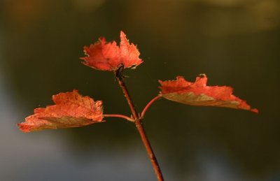 Red Leaves #2.jpg