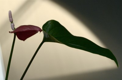 Flower Silhouette.jpg