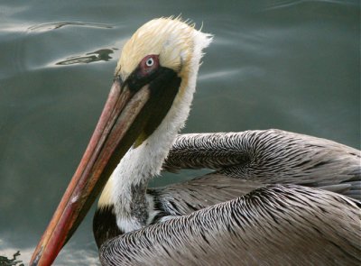 Pelican#3