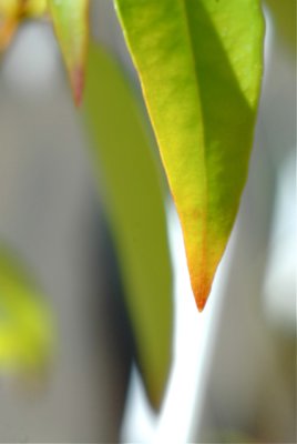 Green Leaf Closeup.jpg