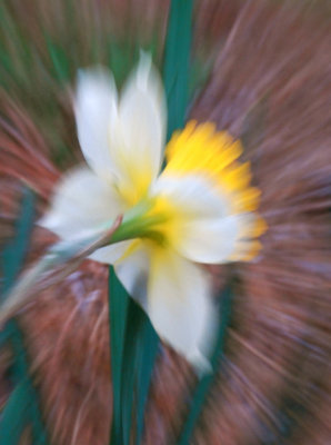 Daffodil Gone Wild