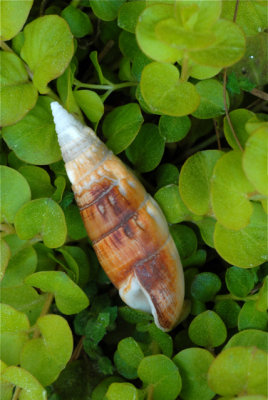 Shell #2