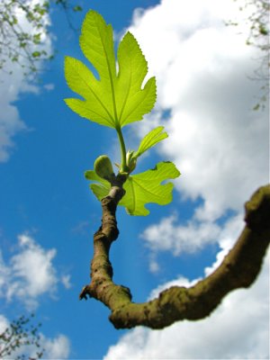 Fig Tree Leaf.jpg