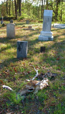 Cemetery with Deer Remains