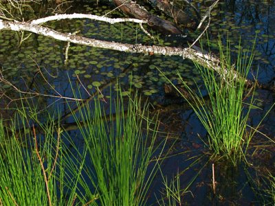 Mulberry Park Swamp.jpg