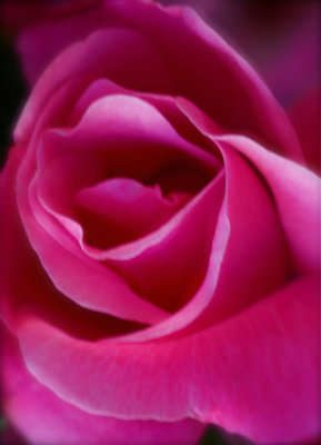 Rose 508.jpg