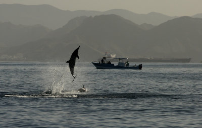 Jumping Dolphin