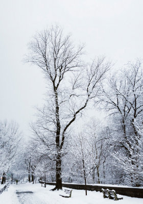 tree0001-tree0003.jpg