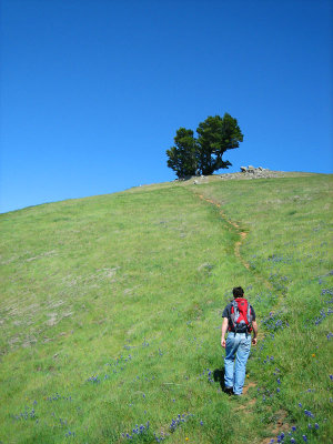 marin