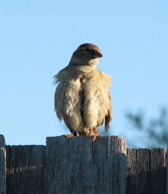 Bird on the fence again.
