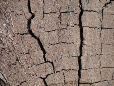 tree rings