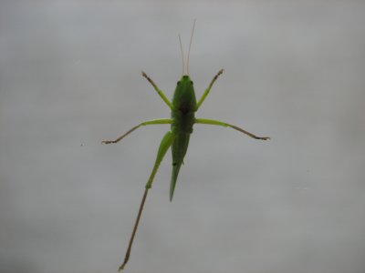 Missing leg grasshopper 20 March 2008