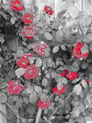 The Roses 18 April 2008