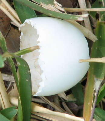 Baby Bird Egg - so cool how it pecked it's way out 4 May 2008