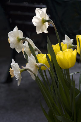 Flowers in the Rain