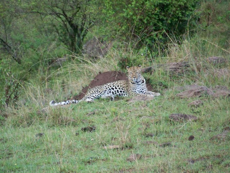Leopard - she posed for us for 20 minutes-3618