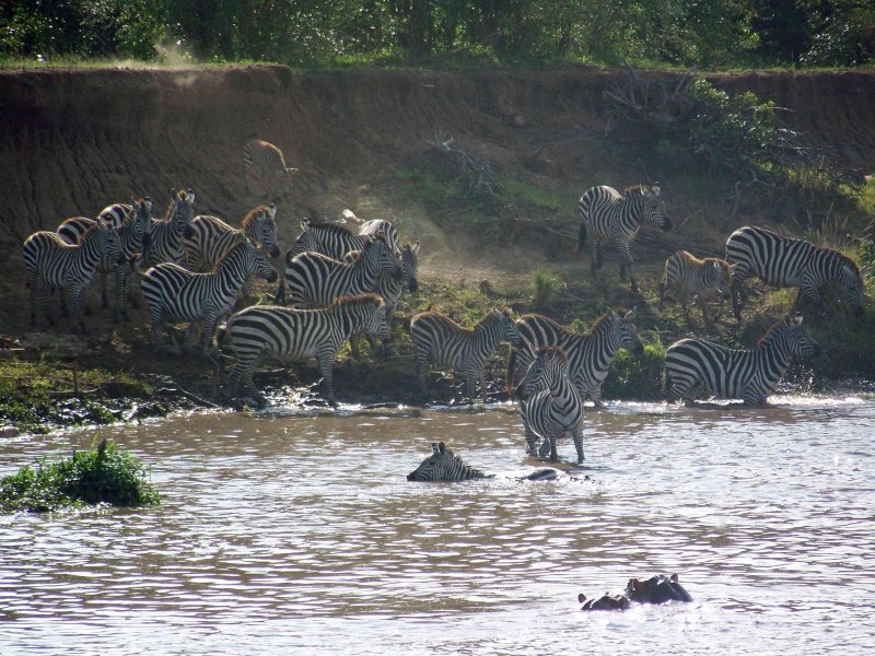 Hippo in water, croc catching a zebra-3947s-LR.jpg
