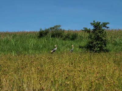 Kisii farm: millet, grass for cows, corn (with crowned cranes)-4323