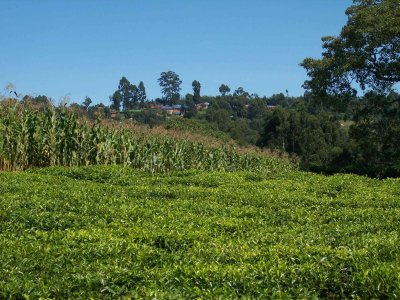 Kisii farm: tea, corn, school on the hill-4338