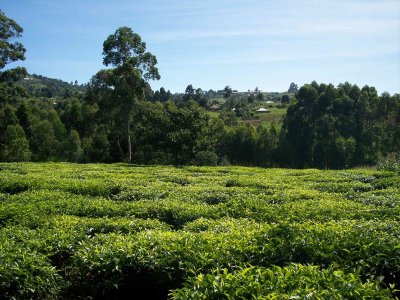 Kisii farm:  tea-4339