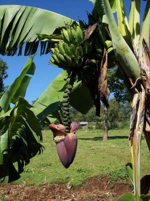 Kisii banana tree-4435