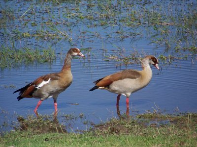 Egyptian geese-2607
