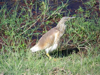 Squacco Heron-2609