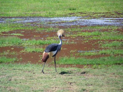 Grey crowned crane-2616