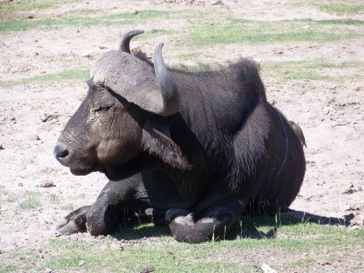 Cape buffalo-2621