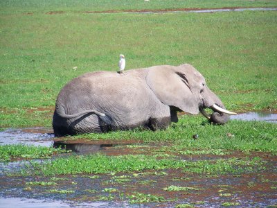 Elephant in swamp, with egret on back-2626