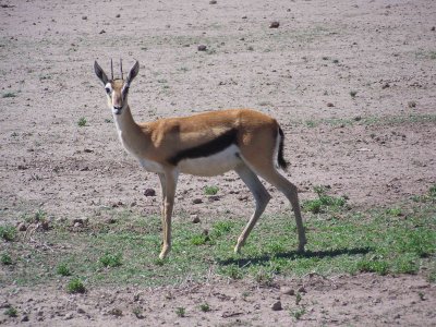 Thomson's gazelle-2632