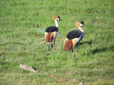 Grey crowned cranes (usually seen in pairs; they mate for life)-2689