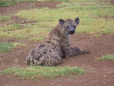 Spotted hyena-2808