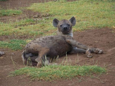Spotted hyena-2814