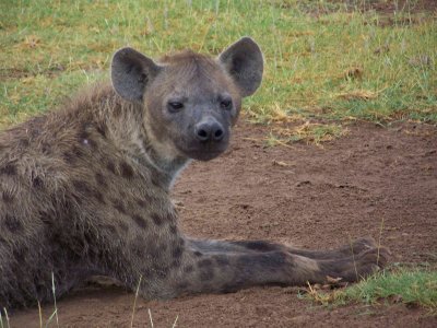 Spotted hyena-2819