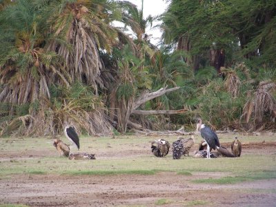 Marabou stork, vultures-2824