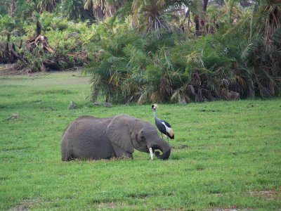 Elephant and grey crowned crane-2826