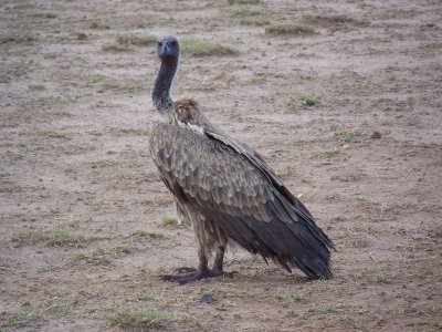 Vulture-2836