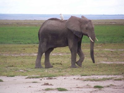 Elephant with egret on back-2874