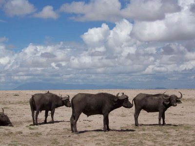 Three buffalo-2926