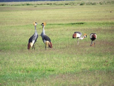 Grey crowned cranes-2977