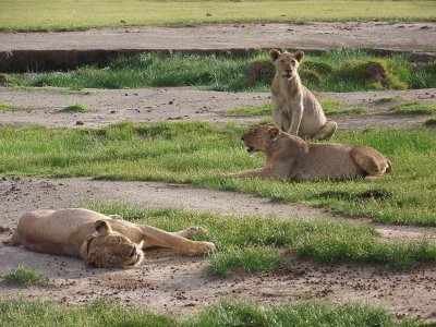 Lions - not quite as healthy looking as those in the Mara-2982
