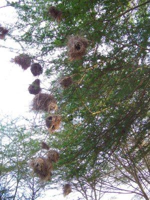 Weaver bird nests at Tortilis Camp-3082