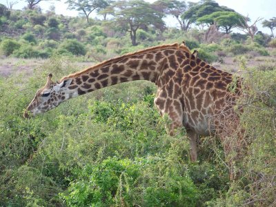 Giraffes aren't really affected by the drought--no competitors for their food-3099