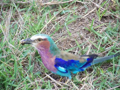 Lilac breasted roller with snack in beak-3230