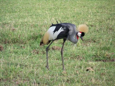 Grey crowned crane-3233