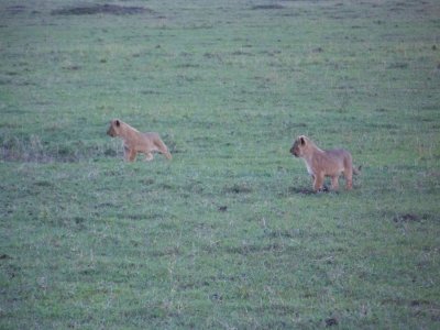 Mother and cubs at dusk, so somewhat blurred-3358
