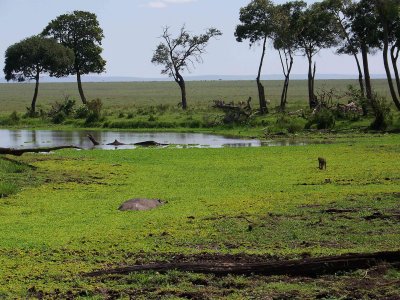 Hippo in swamp, baboon on a high spot-3533