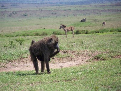 Baboon with baby underneath-3537
